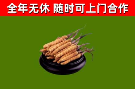 天峨县回收散虫草
